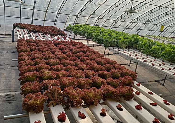 无土栽培技术拓宽了蔬菜种植新天地